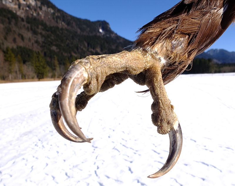 Sonntag Steinadler Im Graswangtal Blog Heimat Winter 17